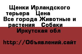 Щенки Ирландского терьера › Цена ­ 30 000 - Все города Животные и растения » Собаки   . Иркутская обл.